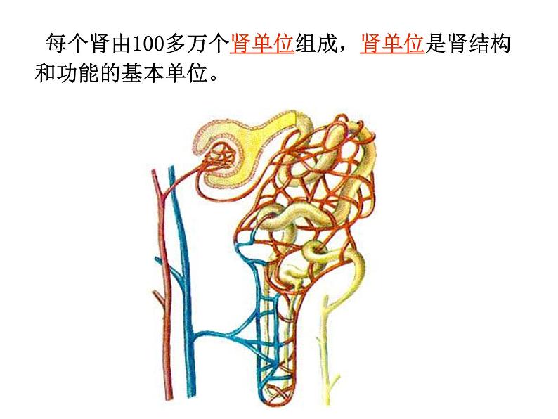 济南版七下生物 4.1尿液的形成和排出 课件05