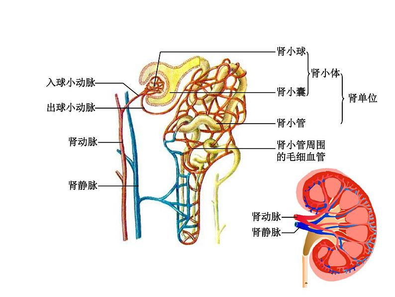 济南版七下生物 4.1尿液的形成和排出 课件07