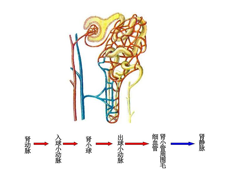 济南版七下生物 4.1尿液的形成和排出 课件08