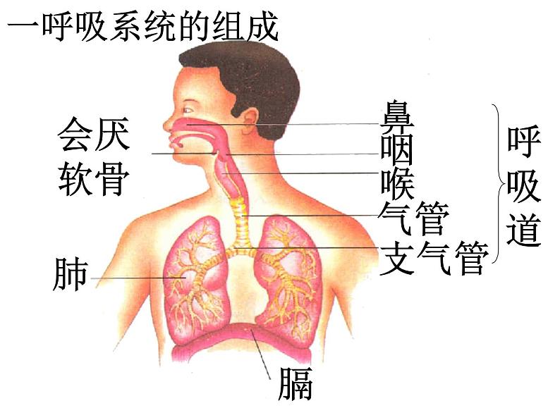 济南版七下生物 2.1人体与外界的气体交换 课件第3页