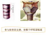 济南版七下生物 2.1人体与外界的气体交换 课件