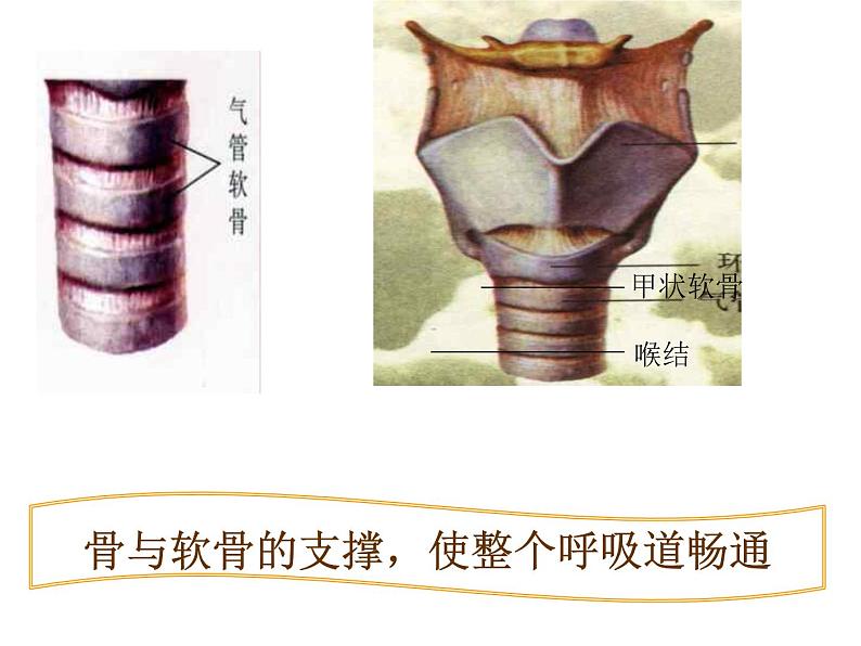 济南版七下生物 2.1人体与外界的气体交换 课件第5页