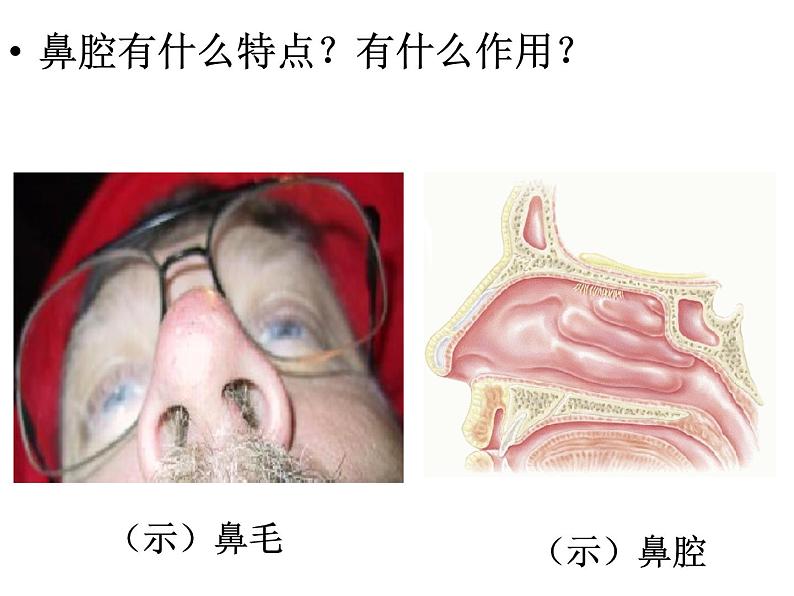 济南版七下生物 2.1人体与外界的气体交换 课件第7页