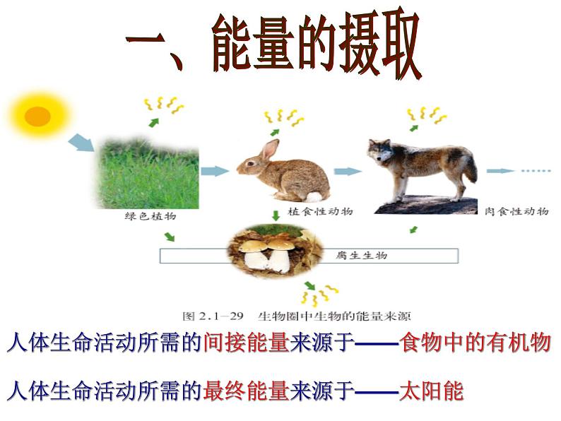 济南版七下生物 2.2人体内能量的利用 课件第2页