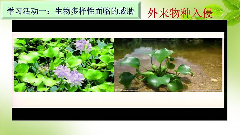 济南版八下生物  6.3.2生物多样性的保护 课件08