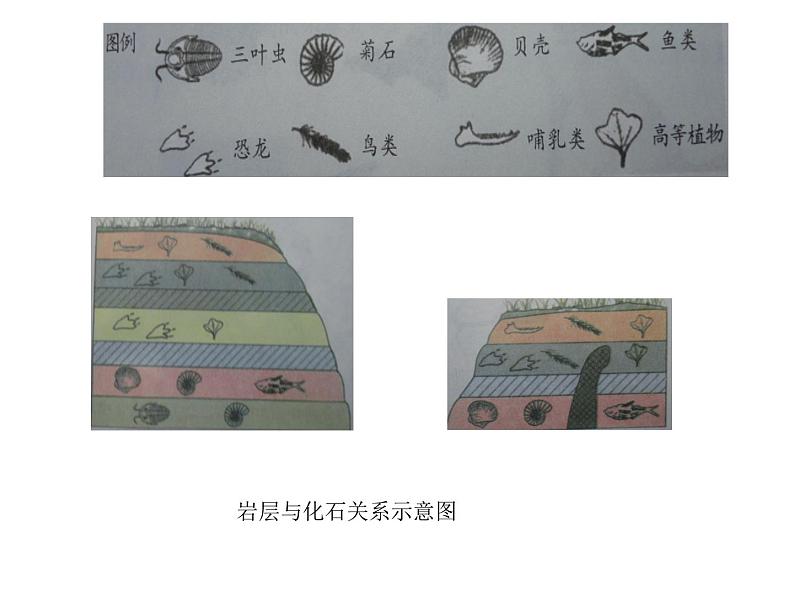 济南版八下生物  5.1.2生物进化的证据  课件05