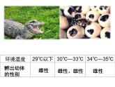 济南版八下生物  6.1.1环境对生物的作用  课件