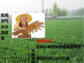 济南版八下生物  6.1.1环境对生物的作用  课件