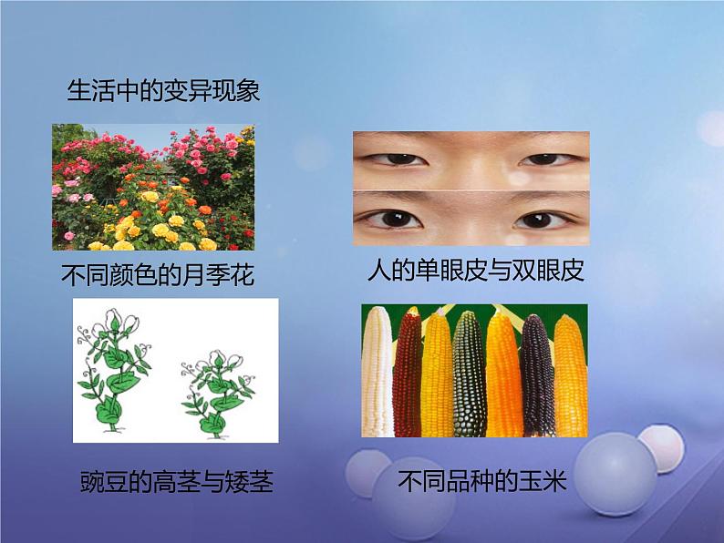 冀教版八下生物 6.2.2变异 课件第4页