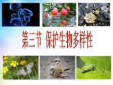 冀教版八下生物 7.3.3保护生物多样性 课件