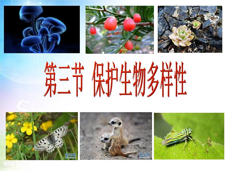 冀教版八下生物 7.3.3保护生物多样性 课件01