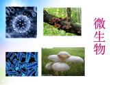 冀教版八下生物 7.3.3保护生物多样性 课件