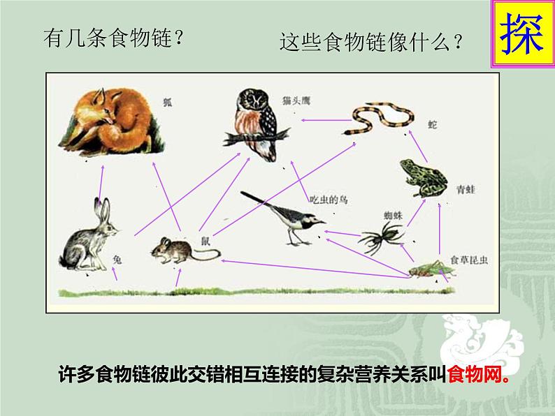 冀教版八下生物 7.2.2食物链和食物网 课件08