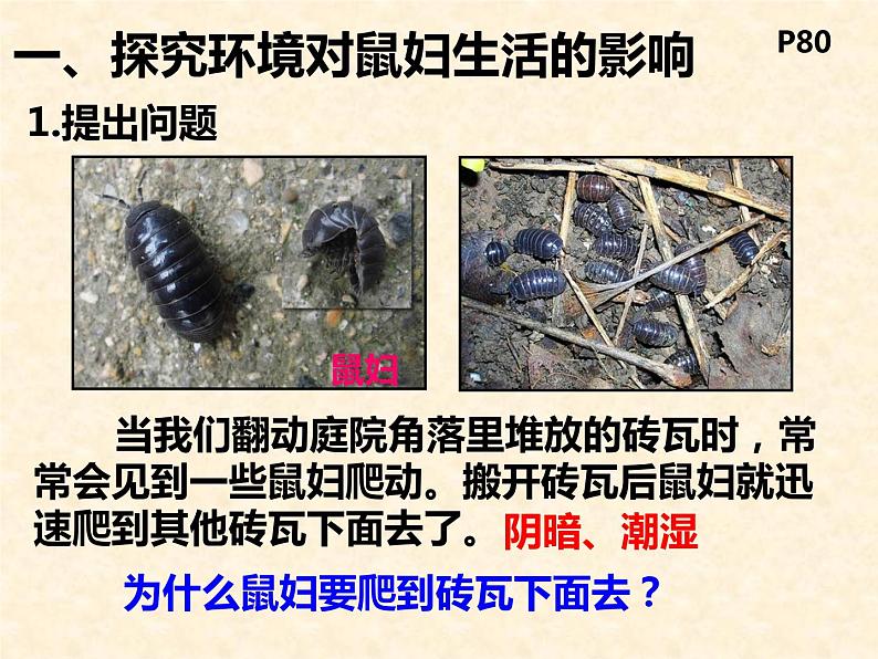 冀教版八下生物 7.1.1环境对生物的影响 课件05