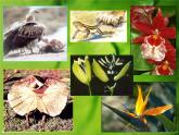 冀教版八下生物 7.1.2生物对环境的适应和影响 课件