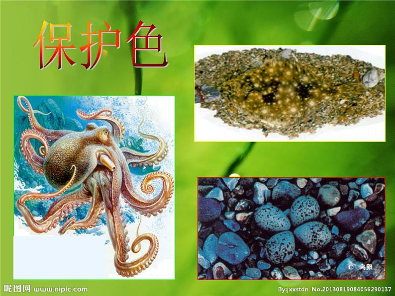 冀教版八下生物 7.1.2生物对环境的适应和影响 课件第6页