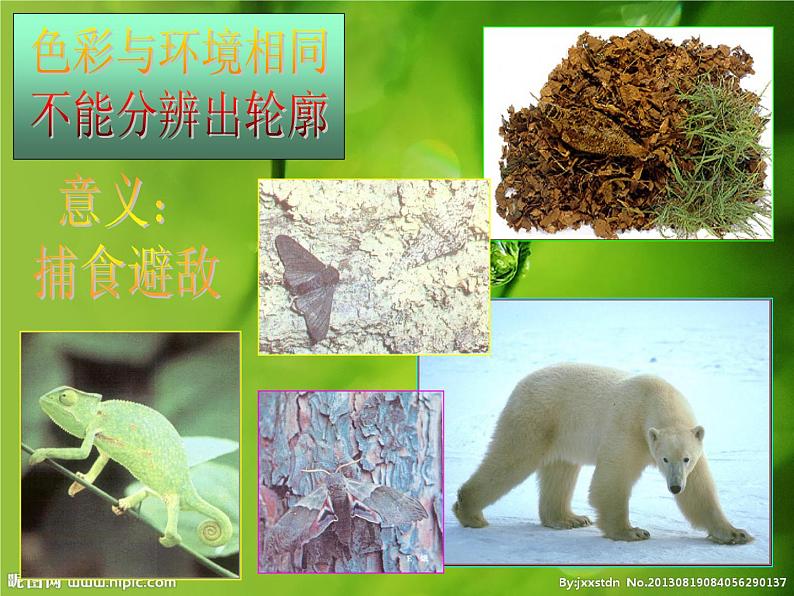 冀教版八下生物 7.1.2生物对环境的适应和影响 课件第8页