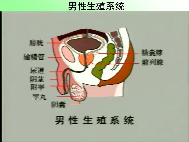 冀教版八下生物 6.1.3人的生殖和胚胎发育 课件07