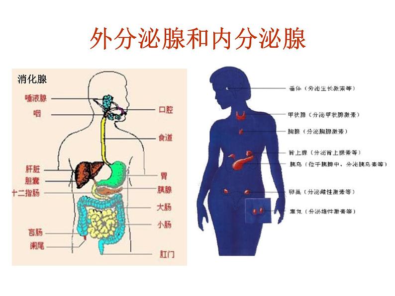 鲁科版（五四制）七下生物 4.6.4 激素调节 课件07