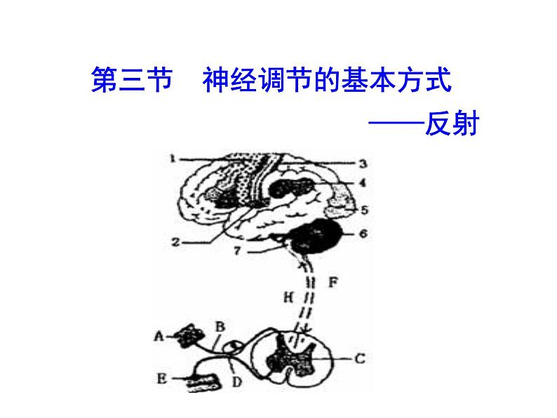 鲁科版（五四制）七下生物 4.6.3 神经调节的基本方式 课件02