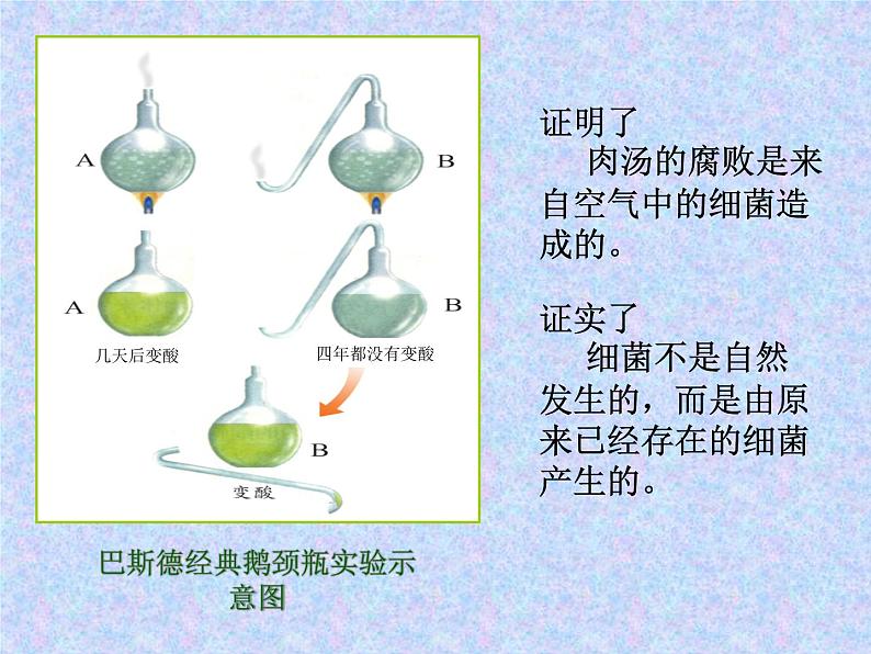 鲁科版（五四制）七下生物 6.1.2 细菌 课件07