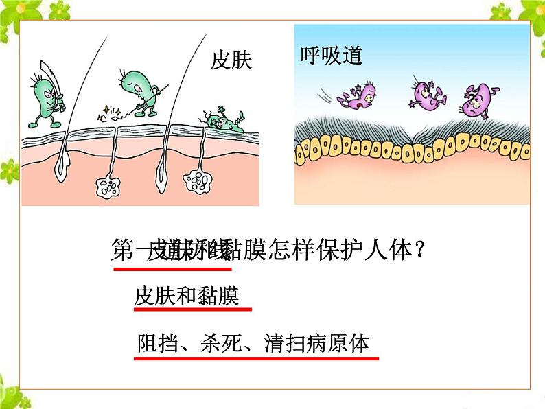 鲁科版（五四制）七下生物 5.1.2 免疫与计划免疫 课件05