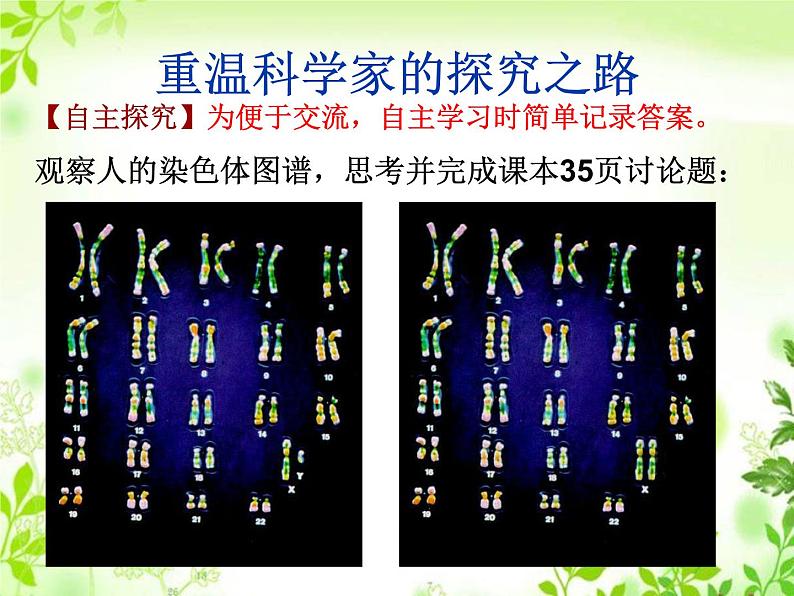 鲁科版（五四制）八下生物 8.2.4 人的性别遗传 课件第4页