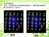 鲁科版（五四制）八下生物 8.2.4 人的性别遗传 课件