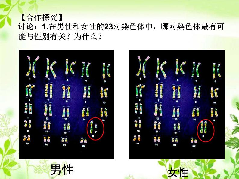 鲁科版（五四制）八下生物 8.2.4 人的性别遗传 课件第5页