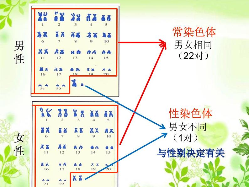 鲁科版（五四制）八下生物 8.2.4 人的性别遗传 课件第6页