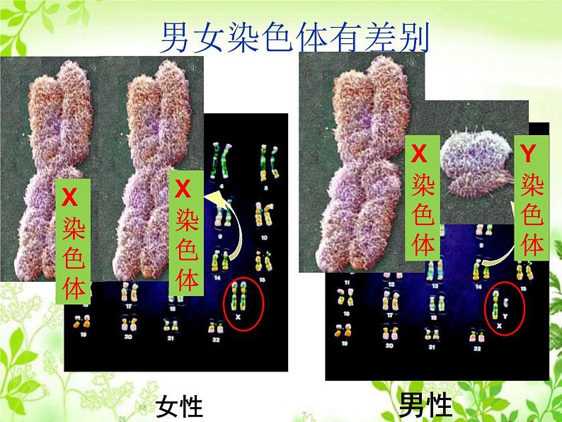 鲁科版（五四制）八下生物 8.2.4 人的性别遗传 课件第7页