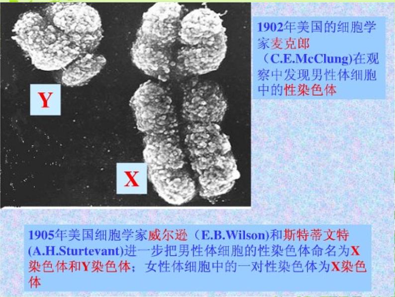 鲁科版（五四制）八下生物 8.2.4 人的性别遗传 课件第8页