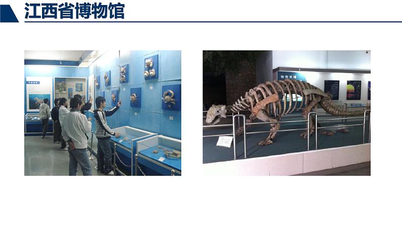 鲁科版（五四制）八下生物 8.3.2 生物进化的历程 课件03