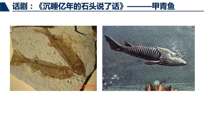 鲁科版（五四制）八下生物 8.3.2 生物进化的历程 课件04