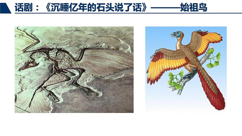 鲁科版（五四制）八下生物 8.3.2 生物进化的历程 课件05