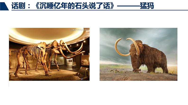 鲁科版（五四制）八下生物 8.3.2 生物进化的历程 课件06