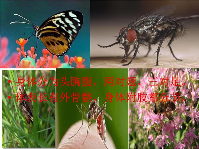 鲁科版（五四制）八下生物 8.1.2 昆虫的生殖和发育 课件第1页