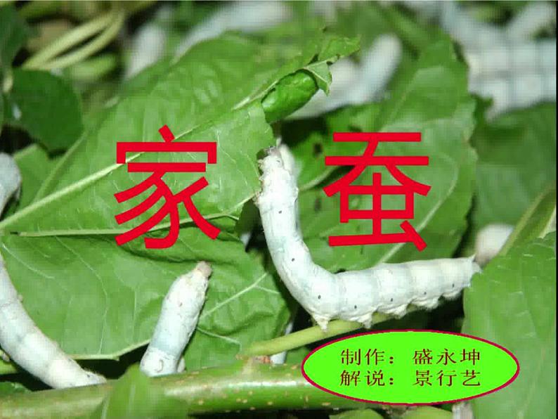 鲁科版（五四制）八下生物 8.1.2 昆虫的生殖和发育 课件第6页