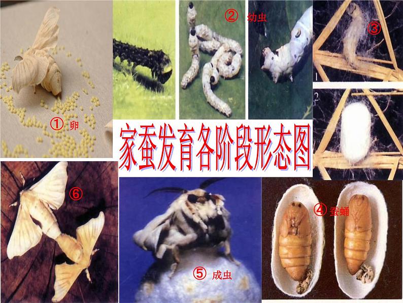 鲁科版（五四制）八下生物 8.1.2 昆虫的生殖和发育 课件第7页