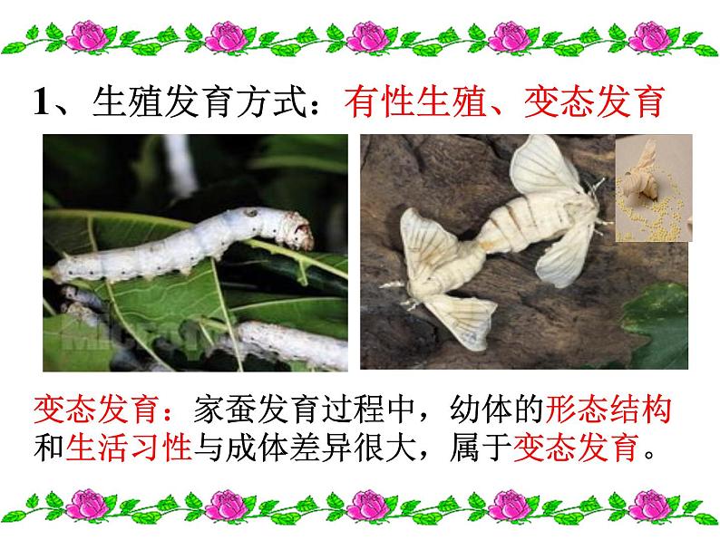 鲁科版（五四制）八下生物 8.1.2 昆虫的生殖和发育 课件第8页