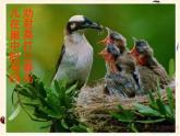 鲁科版（五四制）八下生物 8.1.3 鸟的生殖和发育 课件