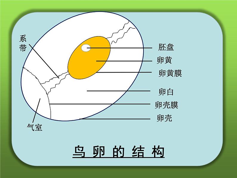 鲁科版（五四制）八下生物 8.1.3 鸟的生殖和发育 课件第6页