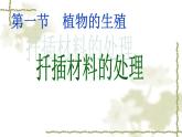 鲁科版（五四制）八下生物 8.1.1 植物的生殖 课件