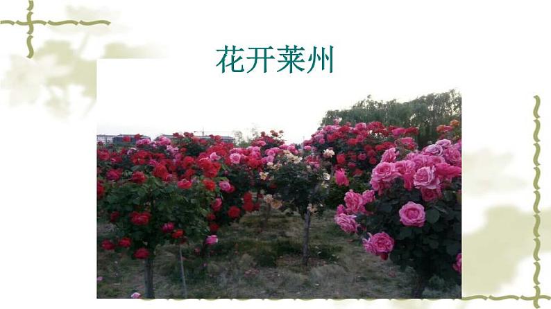 鲁科版（五四制）八下生物 8.1.1 植物的生殖 课件第5页