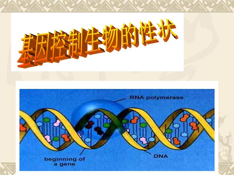 鲁科版（五四制）八下生物 8.2.2 基因控制生物的性状 课件01