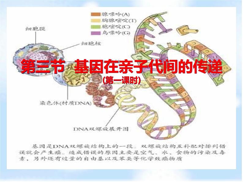 鲁科版（五四制）八下生物 8.2.3 基因在亲子代间的传递 课件01