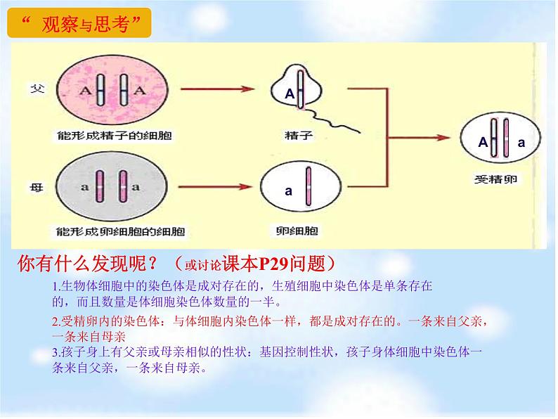 鲁科版（五四制）八下生物 8.2.3 基因在亲子代间的传递 课件02