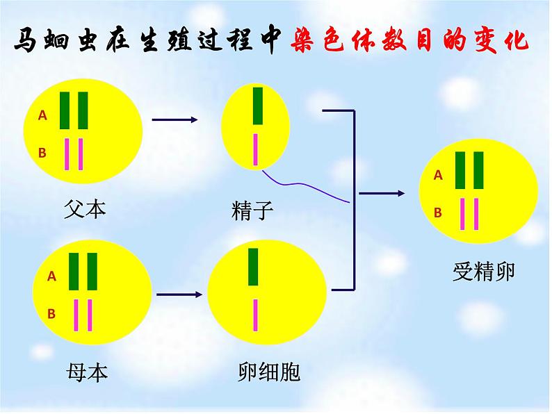 鲁科版（五四制）八下生物 8.2.3 基因在亲子代间的传递 课件05