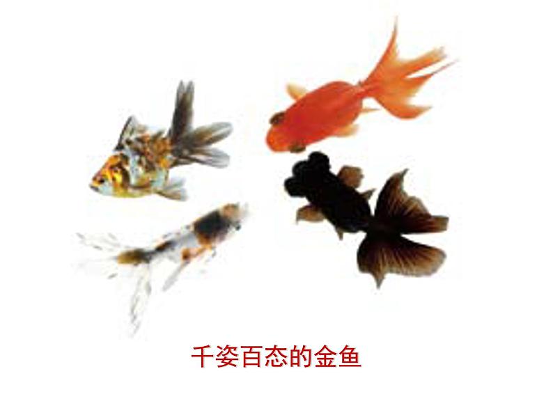 鲁科版（五四制）八下生物 8.2.5 生物的变异 课件08