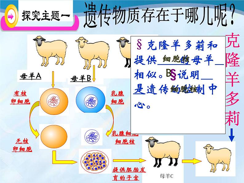 鲁科版（五四制）八下生物 8.2.1 遗传的物质基础  课件第5页